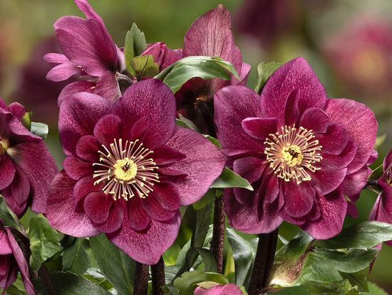 Helleborus x lemperii HGC Winter Ballet Frilly Ruby- sniegaroze